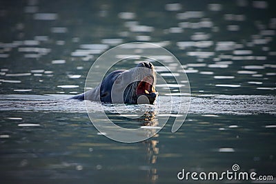 California sea lion bull opens its mouth wide while taking a breath on the surface of a harbour Stock Photo