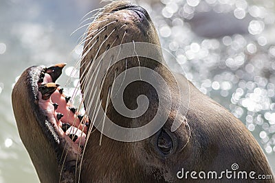 California sea lion face close-up with whiskers and canine teeth Stock Photo