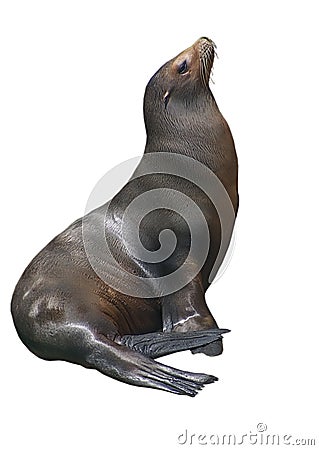 California sea lion isolated on white background Stock Photo