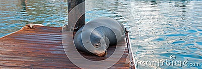 California Sea Lion on marina boat dock in Cabo San Lucas Baja Mexico Stock Photo