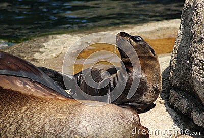 California sea lion, mother with pup Editorial Stock Photo