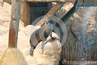 California Sea Lion Show - Zalophus californianus Editorial Stock Photo