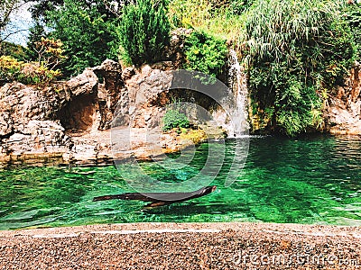 California sea lion swimming in a pool inside The Queens Zoo Stock Photo