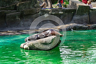 California sea lion Zalophus californianus in Barcelona Zoo Editorial Stock Photo