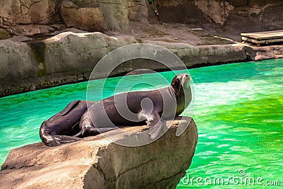 California sea lion Zalophus californianus in Barcelona Zoo Editorial Stock Photo