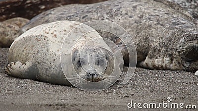 California sea lions and northern elephant seals are seen on Sonoma`s Pacific Coast. California sea lions and northern elephant seals are seen on Sonoma`s stock footage California sea lions and northern elephant seals are seen on Sonoma`s Pacific Coast. California sea lions and northern elephant seals are seen on Sonoma`s stock footage