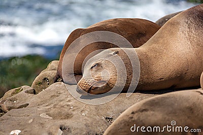 California Sea Lions Zalophus Californianus in La Jolla Stock Photo