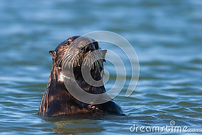 California Sea Otter 2 Stock Photo