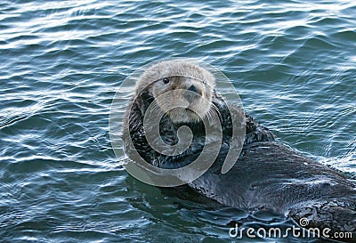 California Sea Otter in Morro Bay on the Central California Coast Stock Photo