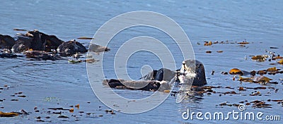 California Sea Otter mother with dead baby otter in Morro Bay on the Central Coast of California Stock Photo