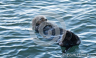 California Sea Otter preening in Morro Bay on the Central California Coast Stock Photo