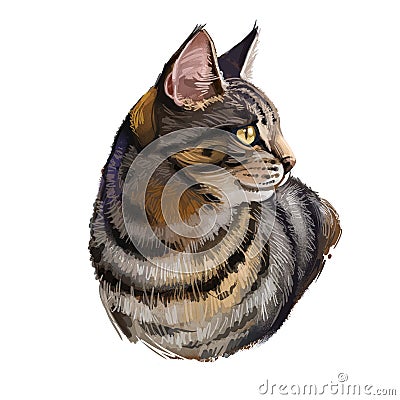 California Spangled cat isolated on white. Digital art illustration of hand drawn kitty for web. Active kitten have brown and Cartoon Illustration