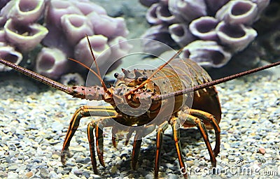 California Spiny Lobster Stock Photo