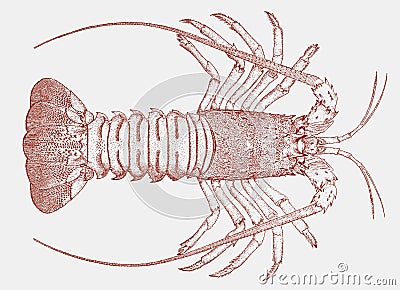 California spiny lobster in top view Vector Illustration