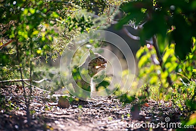 California squirrel among natural vegetation. Stock Photo