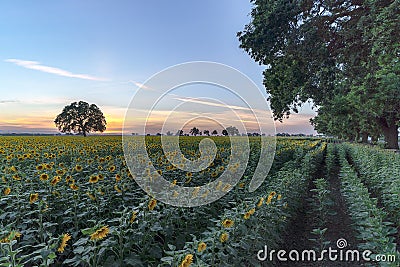 California sunflower field with lone tree and sunset Stock Photo