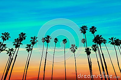 California sunset Palm tree rows in Santa Barbara Stock Photo