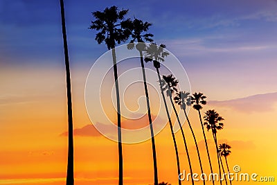 California sunset Palm tree rows in Santa Barbara Stock Photo