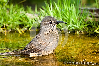 California Thrasher Stock Photo