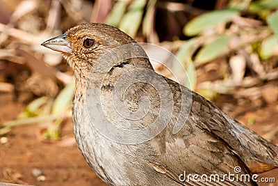 California Towhee Stock Photo