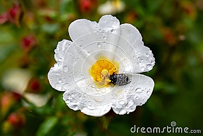 California tree anemone white flower - Latin name - Carpenteria californica Stock Photo