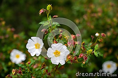 California tree anemone white flower - Latin name - Carpenteria californica Stock Photo