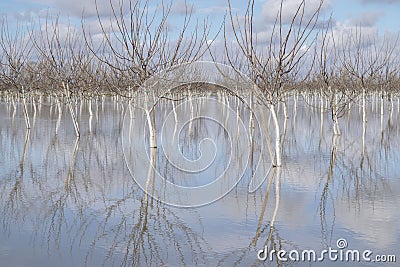 California Underwater Stock Photo