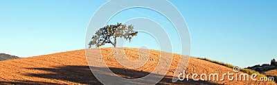 California Valley Oak Tree in plowed fields under blue sky in Paso Robles wine country in Central California USA Stock Photo