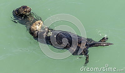 California on the way to Carmel, sea otters, Stock Photo