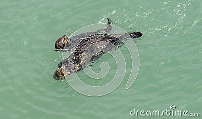 California on the way to Carmel, sea otters, Stock Photo