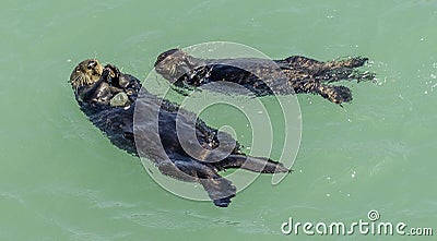 California on the way to Carmel, sea otters, Stock Photo