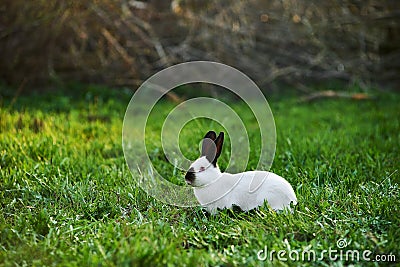 California white breed of domestic rabbit Stock Photo