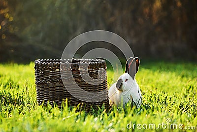 California white breed of domestic rabbit sits next to a basket on the lawn Stock Photo