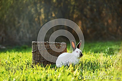 California white breed of domestic rabbit sits next to a basket on the sunny lawn Stock Photo