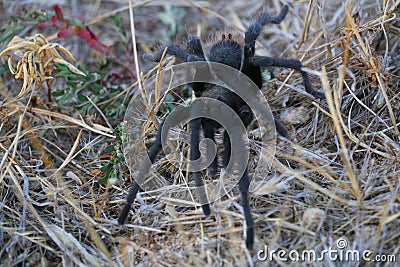 California Wildlife - California Ebony Tarantula - Aphonopelma eutylenum, Stock Photo