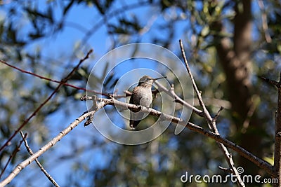 California Wildlife Series - Anna Hummingbird - Calypte anna Stock Photo