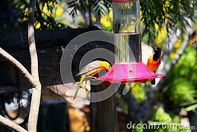 California Wildlife Series - Hooded Oriole - Icterus cuculatus Stock Photo