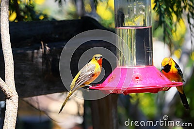 California Wildlife Series - Hooded Oriole - Icterus cuculatus Stock Photo