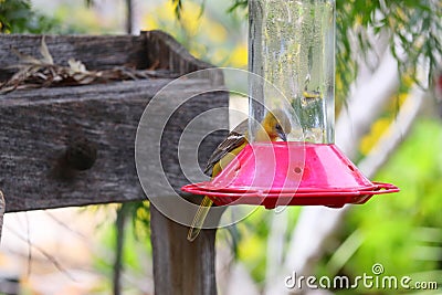 California Wildlife Series - Hooded Oriole Female Feeding at Hummingbird Feeder - Icterus cucullatus Stock Photo