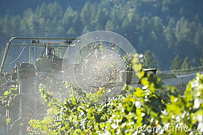 California wine grapes harvested Stock Photo