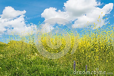 California yellow wild flowers blooming Stock Photo