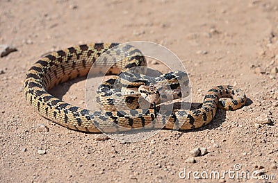 Californian desert glossy snake, mohave desert, california Stock Photo