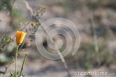 Californian or golden poppy with blurred grey brown background Stock Photo