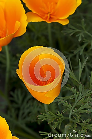 Californian golden poppy bud opens on dark green background Stock Photo