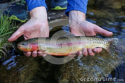 Wild golden trout caught and released in a backcountry Lake in Idaho Stock Photo