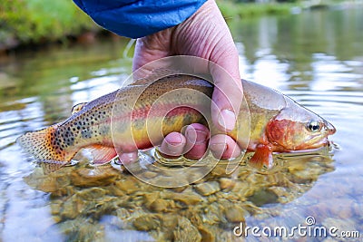 Californian golden trout caught and released in a high elevation lake in Idaho Stock Photo