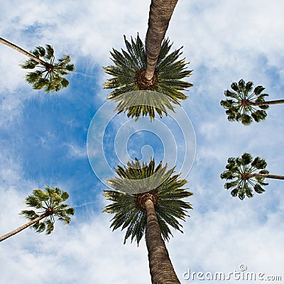 Californian palm against blue sky in Beverley Hills in Los Angeles Stock Photo