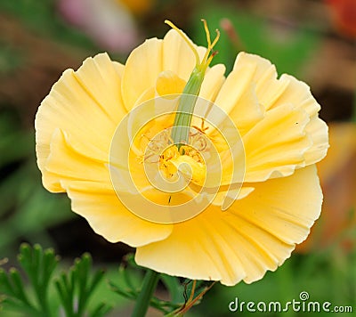 Californian poppy Stock Photo