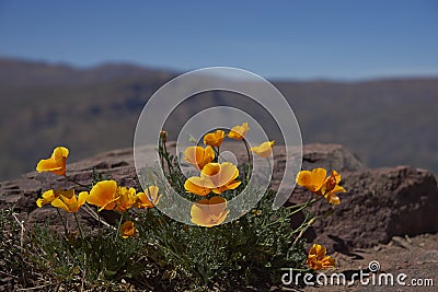 Californian poppy (Eschscholzia californica) Stock Photo