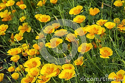 Californian poppy eschscholzia californica Stock Photo